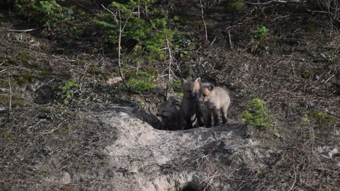 Red fox in the wild Vídeo Stock 314805397