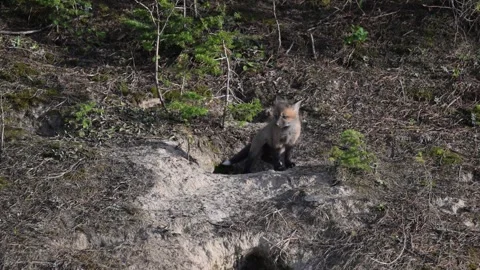 Red fox in the wild Vídeo Stock 314805479