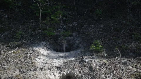 Red fox in the wild Video stock 314805525