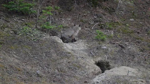 Red fox in the wild Stock Footage 314805541