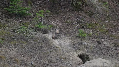 Red fox in the wild Stock Footage 314805553