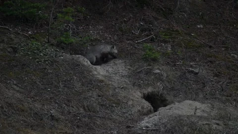 Red fox in the wild Видео 314805558