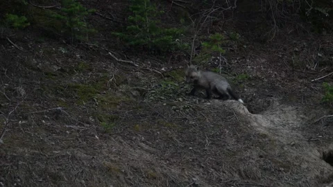 Red fox in the wild Stock Footage 314805559