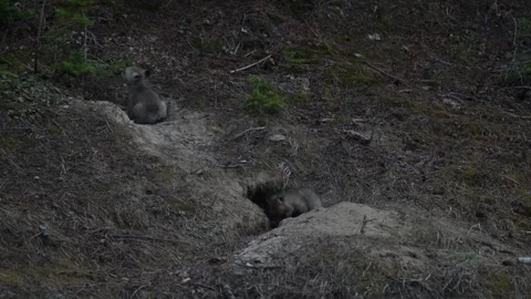 Red fox in the wild Stock Footage 314805566