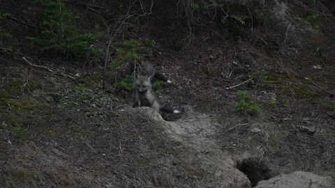 Red fox in the wild Stock Footage 314805568