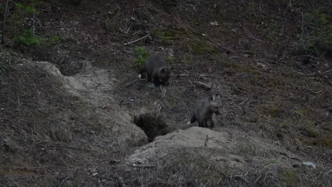 Red fox in the wild Видео 314805572