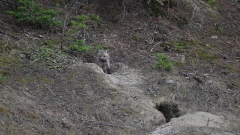 Red fox in the wild Stock Footage 314805580
