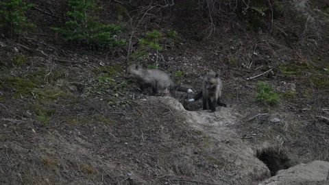 Red fox in the wild Stock Footage 314805582
