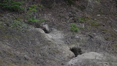 Red fox in the wild 스톡 동영상 314805596