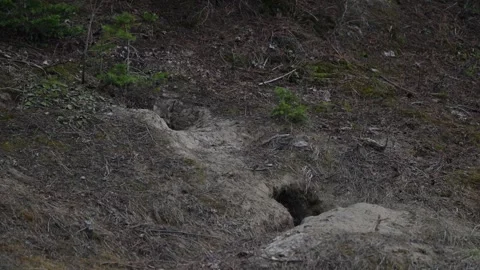 Red fox in the wild Stock Footage 314805604