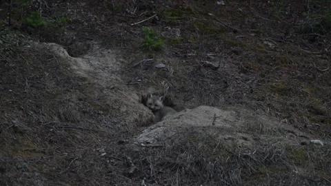 Red fox in the wild Stock Footage 314805607