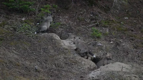 Red fox in the wild Stock Footage 314805618