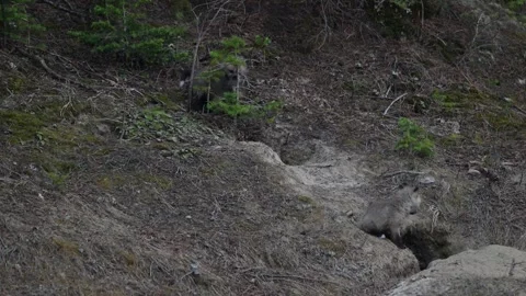 Red fox in the wild Stock Footage 314805629