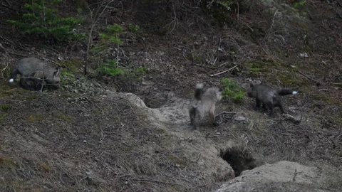 Red fox in the wild Stock Footage 314805644