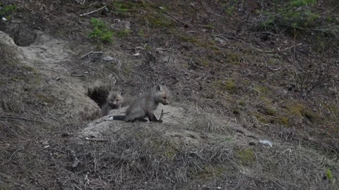 Red fox in the wild Stock Footage 314805650