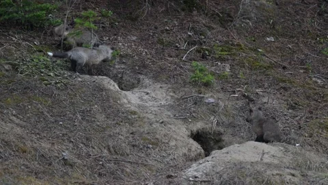 Red fox in the wild Stock Footage 314805651