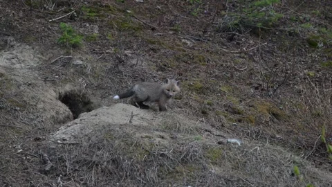 Red fox in the wild Stock Footage 314805654