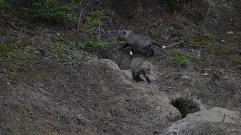 Red fox in the wild Video stock 314805656