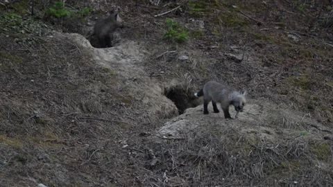 Red fox in the wild Stock Footage 314805657