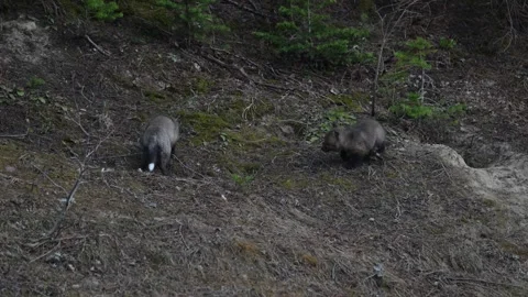 Red fox in the wild Video stock 314805659