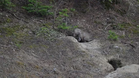 Red fox in the wild 스톡 동영상 314805660