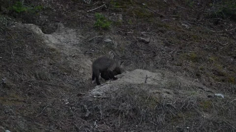 Red fox in the wild Stock Footage 314805666