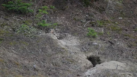 Red fox in the wild Vídeo Stock 314805669
