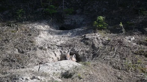 Red fox in the wild Stock-Footage 314805694