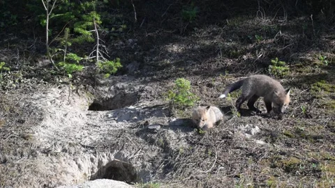 Red fox in the wild Stock Footage 314805698