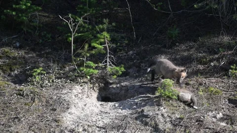 Red fox in the wild Stock Footage 314805738