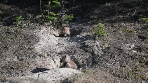Red fox in the wild Stock Footage 314805744