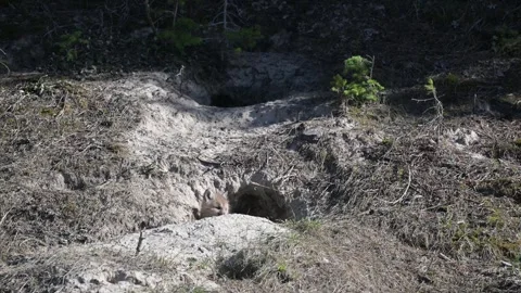 Red fox in the wild Stock-Footage 314805771