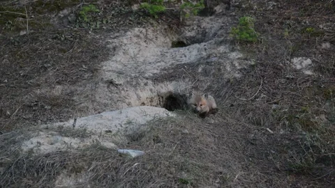 Red fox in the wild Stock Footage 314805791