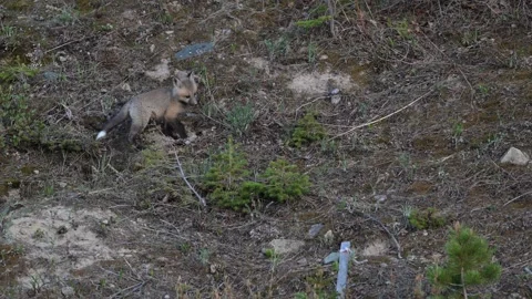 Red fox in the wild Stock Footage 314805812