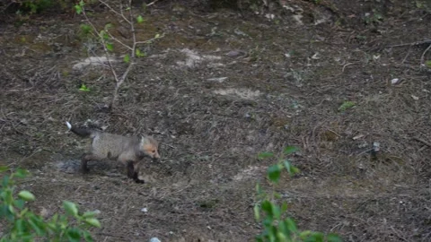 Red fox in the wild Stock Footage 314805878