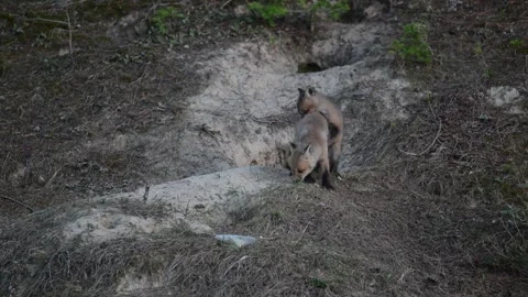 Red fox in the wild Stock Footage 314806575
