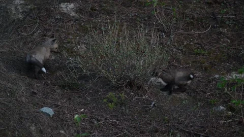 Red fox in the wild Stock Footage 314806576