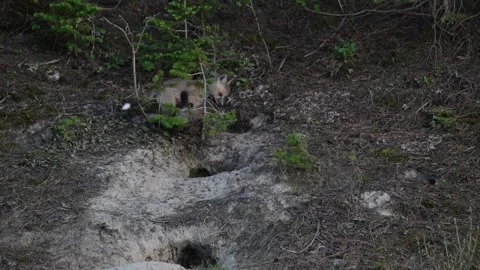 Red fox in the wild Stock Footage 314806577