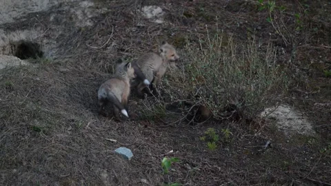 Red fox in the wild Видео 314806579