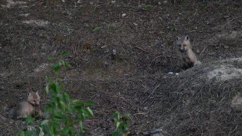 Red fox in the wild Видео 314806582