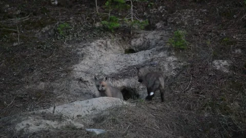 Red fox in the wild Stock Footage 314806586