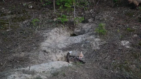 Red fox in the wild Stock Footage 314806587