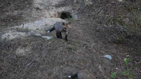 Red fox in the wild Stock Footage 314806597