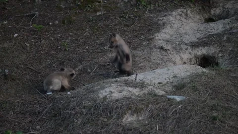 Red fox in the wild Stock Footage 314806602