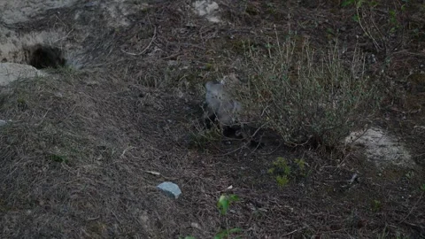 Red fox in the wild Stock Footage 314806603