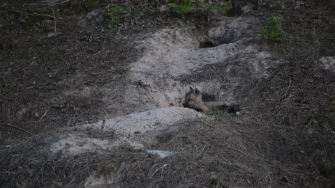 Red fox in the wild Stock Footage 314806605