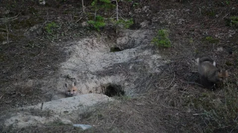 Red fox in the wild Stock Footage 314806608