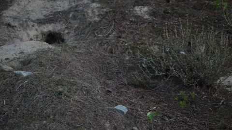 Red fox in the wild Stock Footage 314806618