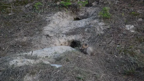 Red fox in the wild Stock Footage 314806627