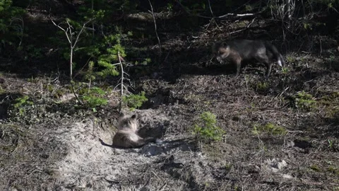 Red fox in the wild Stock Footage 314806628